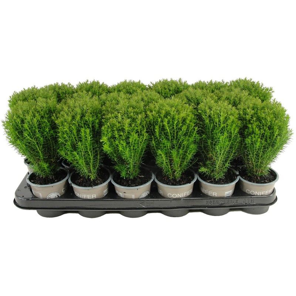 Tuia (Thuja occidentalis Teddy), H 15 cm
