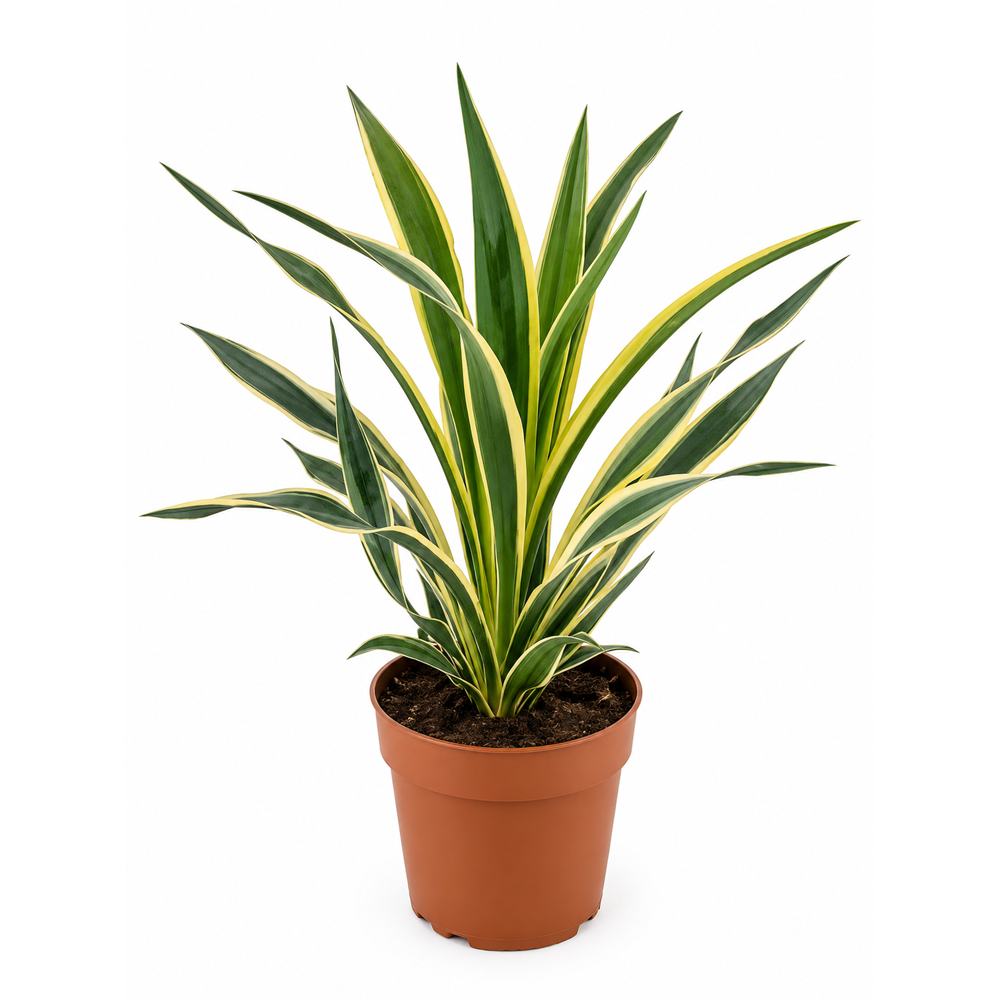 Iuca variegata (Yucca), H 40 cm