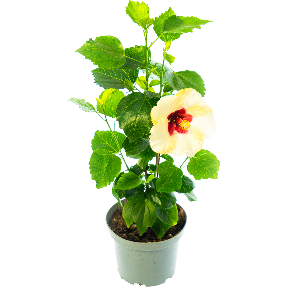 Trandafir japonez Hybiscus, D 17 cm, H 50 cm