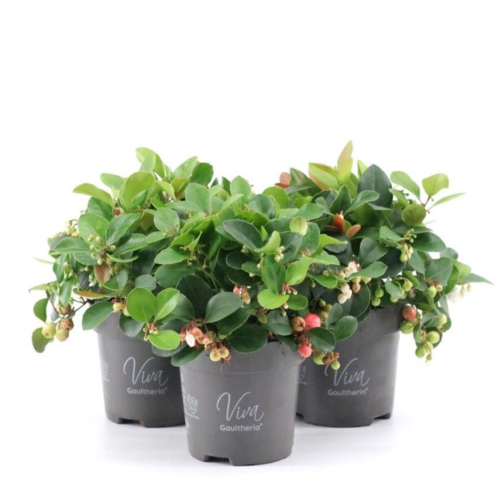 Merisor decorativ (Gaultheria procumbens), H 20 cm