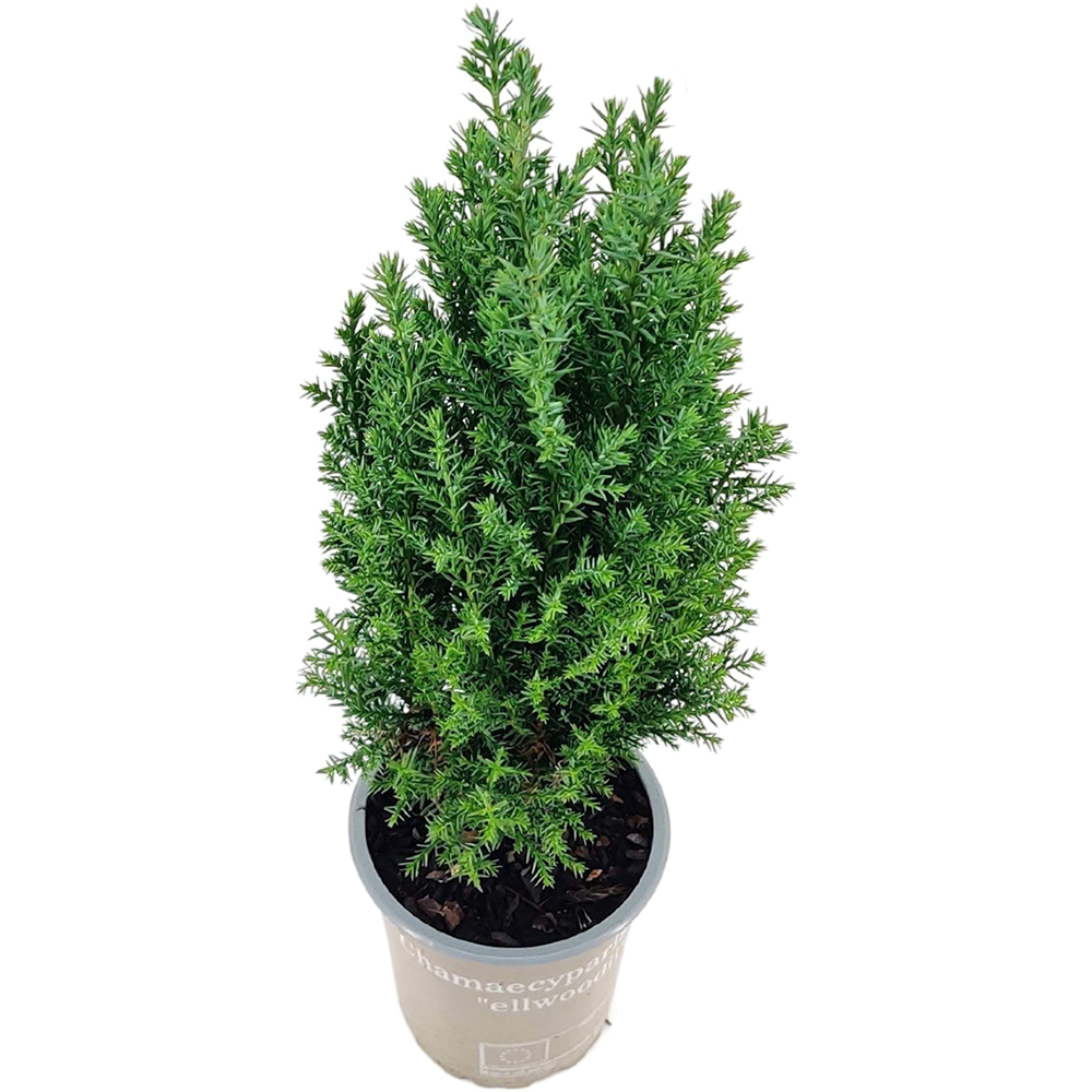 Chiparos fals (Chamaecyparis Ellwoodii), H 35 cm