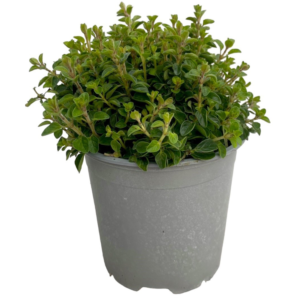 Oregano, H 25 cm