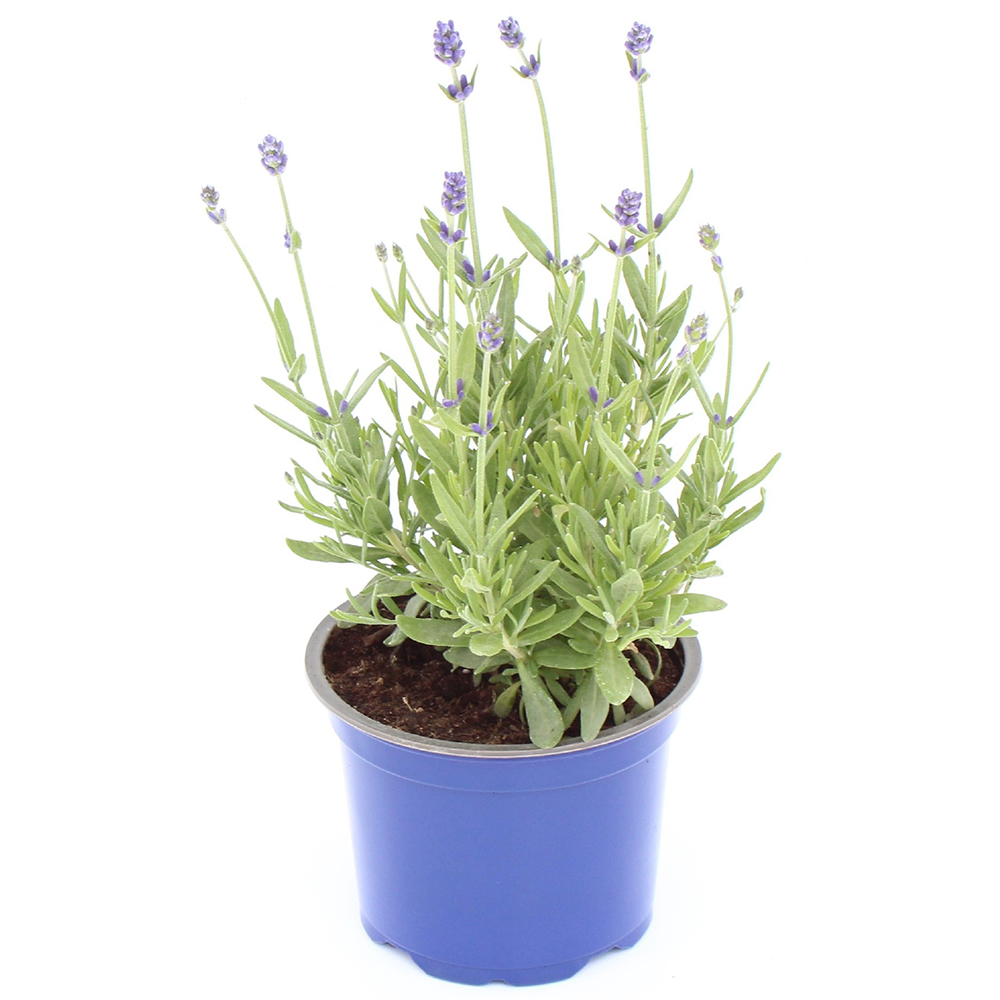 Lavanda (Lavandula angustifolia), H 25 cm