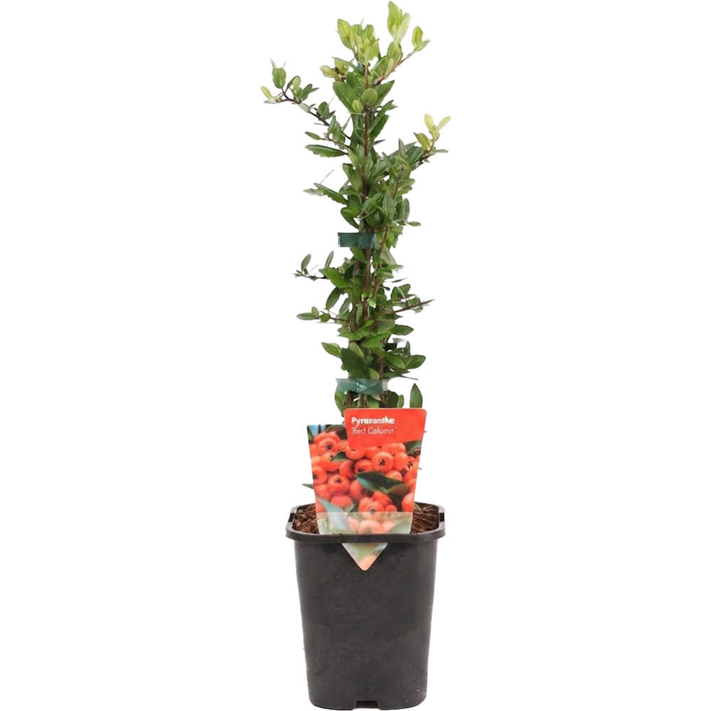 Pyracantha Mix, D11 cm, H40 cm