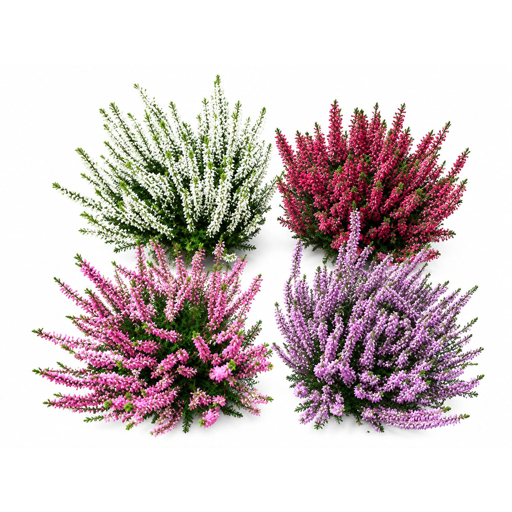 Mix iarba-neagra (Calluna vulgaris), H 25 cm