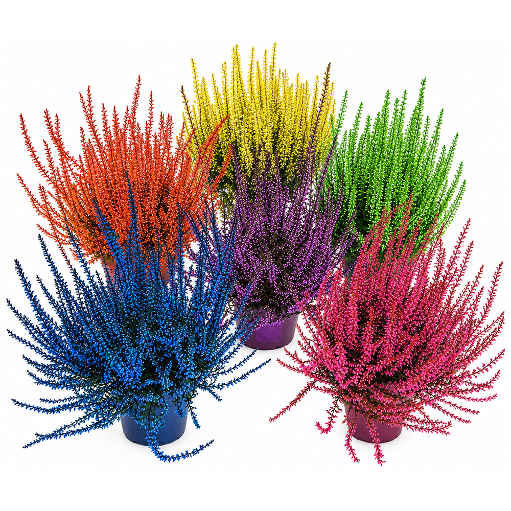 Mix iarba-neagra (Calluna vulgaris), H 20 cm