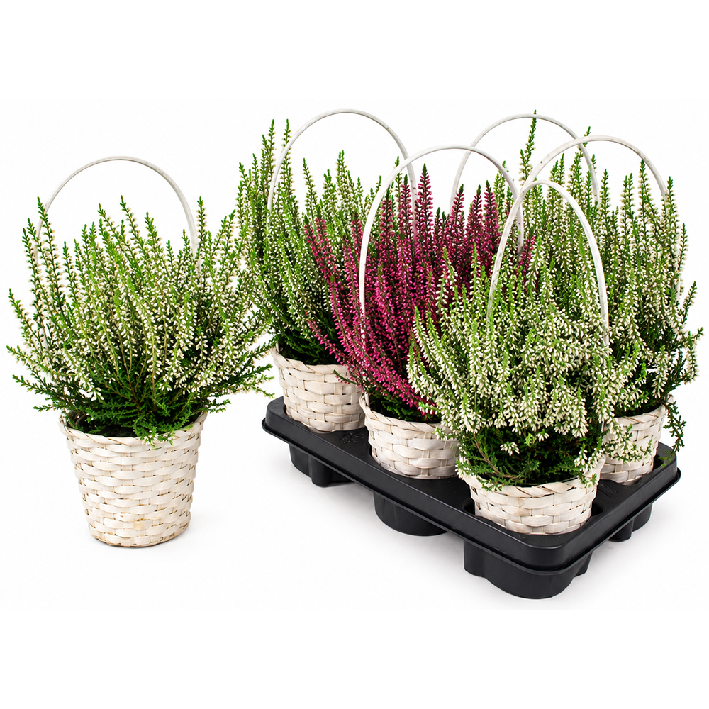 Aranjament iarba-neagra (Calluna vulgaris), H 40 cm