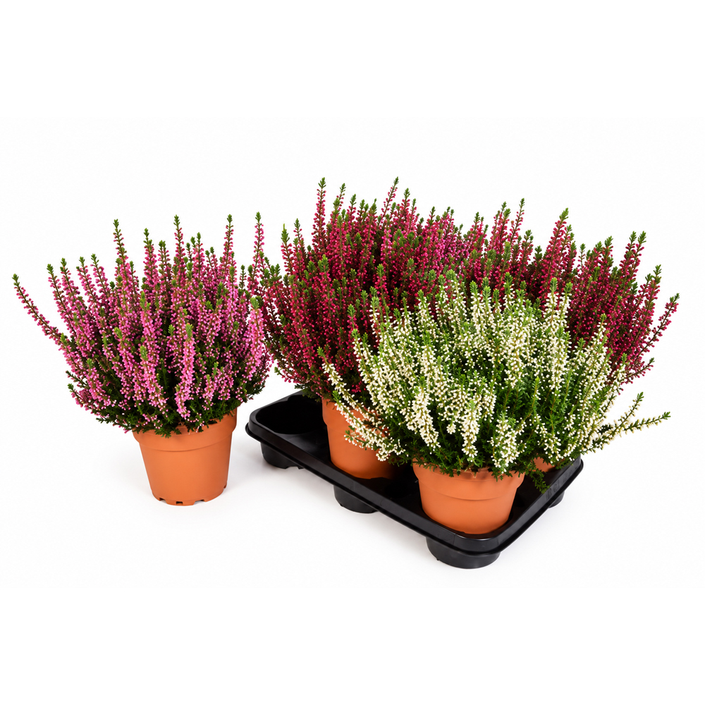 Iarba-neagra (Calluna vulgaris), ghiveci din teracota, H 35 cm