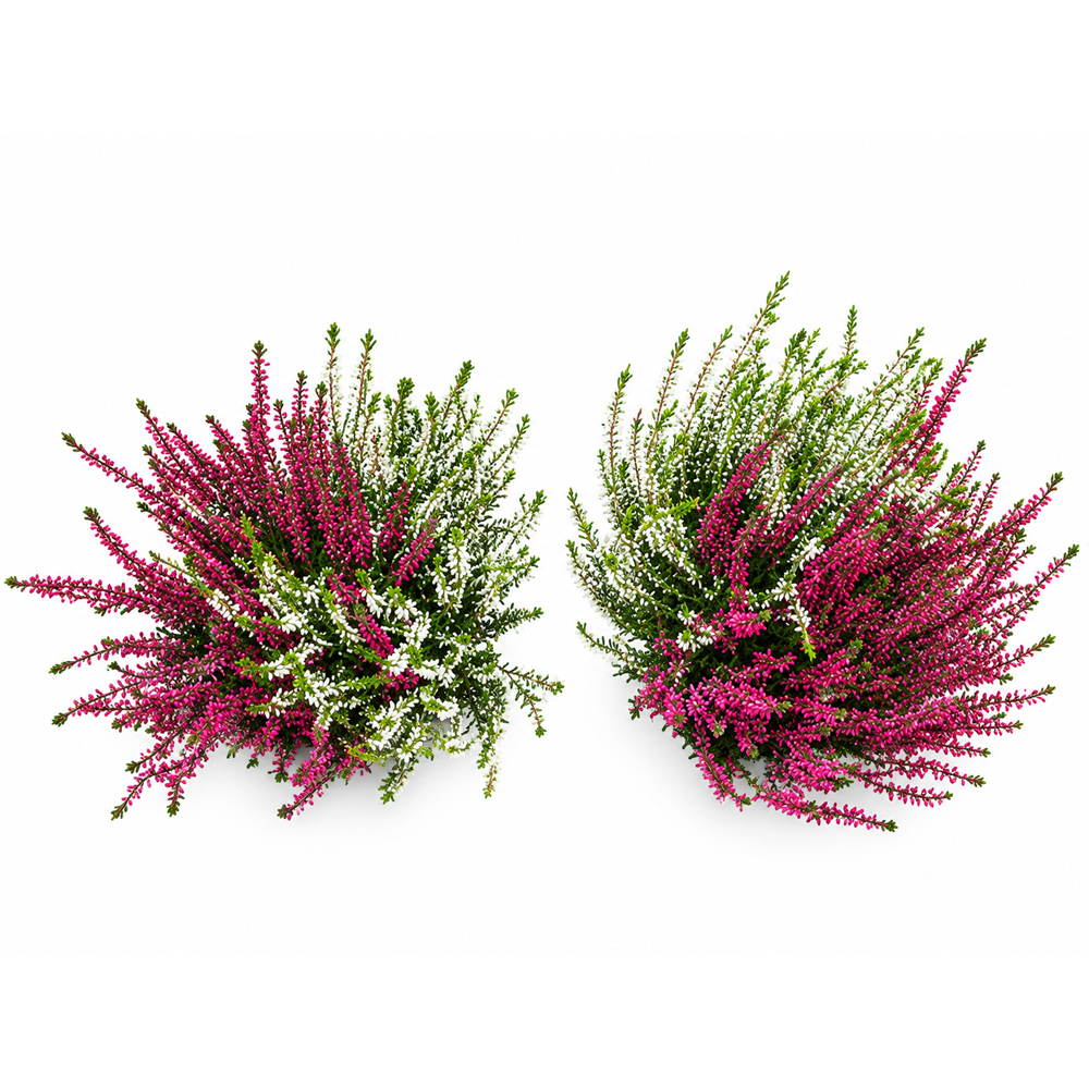 Iarba-neagra (Calluna vulgaris) Twingirls, H 30 cm