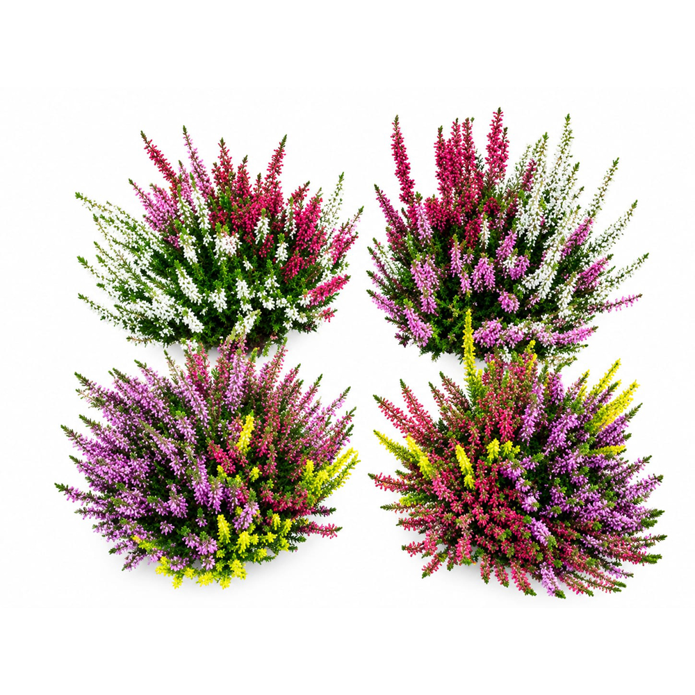 Iarba-neagra (Calluna vulgaris) Trio, H 25 cm