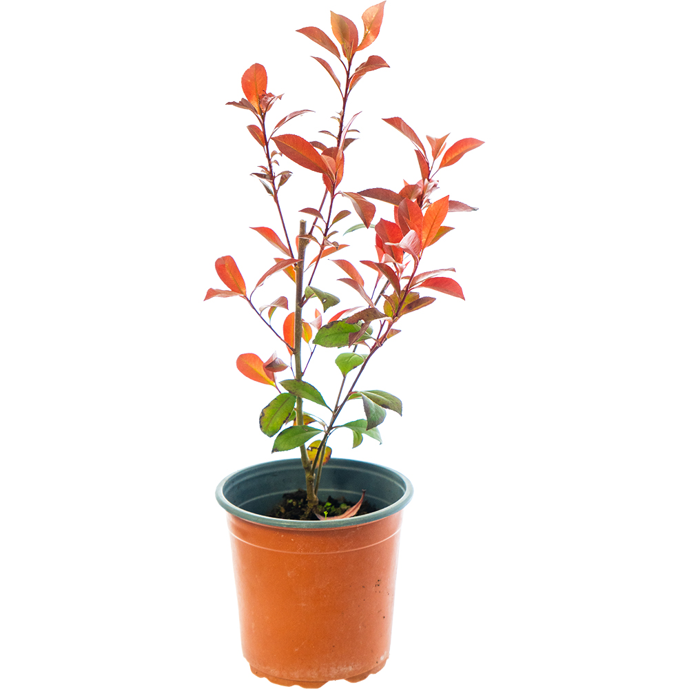 Photinia, D 17 cm, H 40 cm