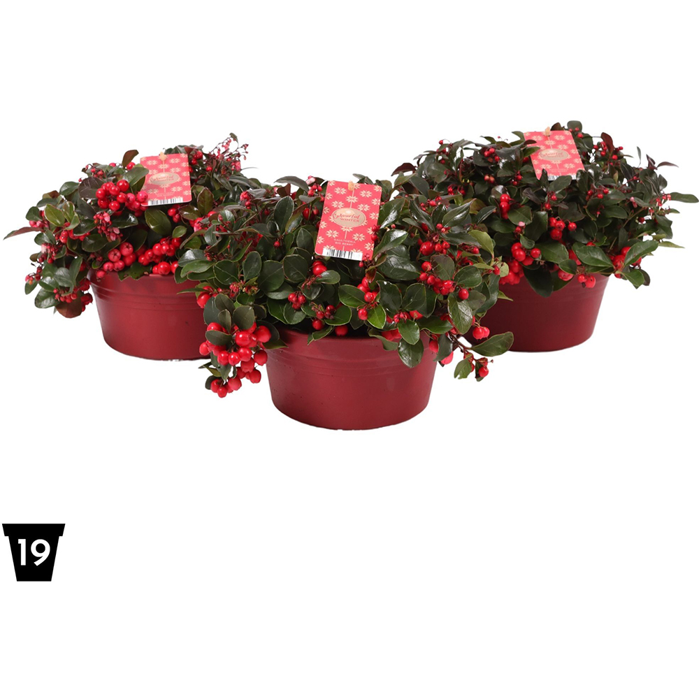 Gaultheria, H 25 cm
