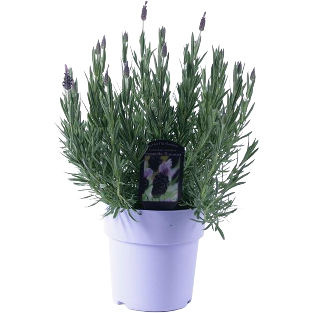 Lavanda Stoechas, H 30 cm