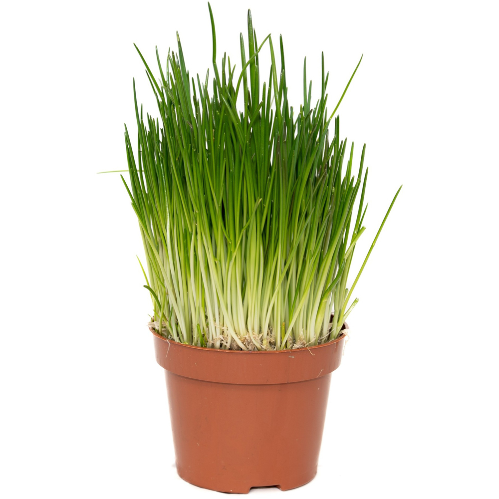 Chives (ceapa verde), H 25 cm