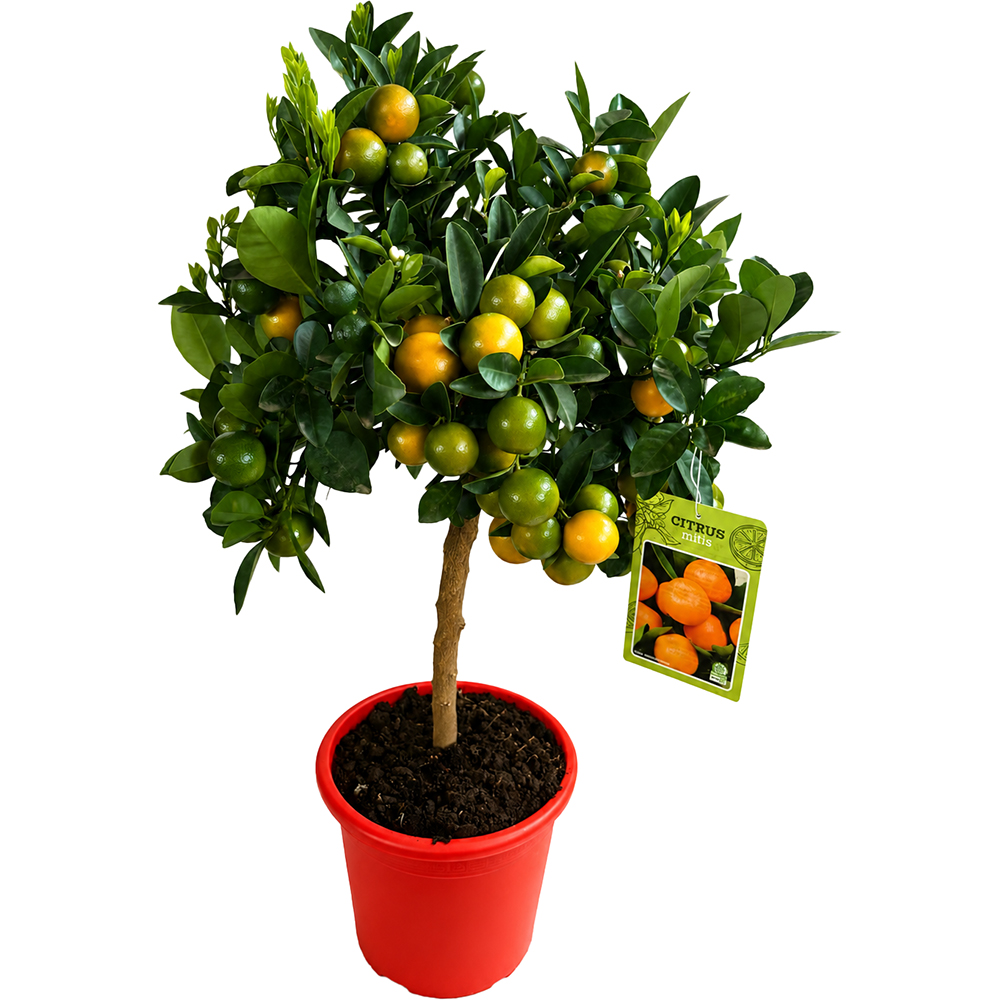 Pom citric Calamondino (Citrus mitis), D20 cm, H70-80 cm