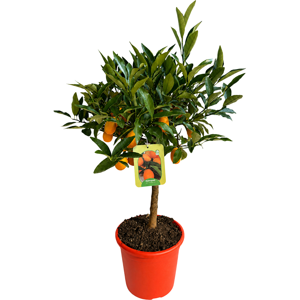 Pom citric Kumquat (Fortunella margarita), D20 cm, H70-80 cm
