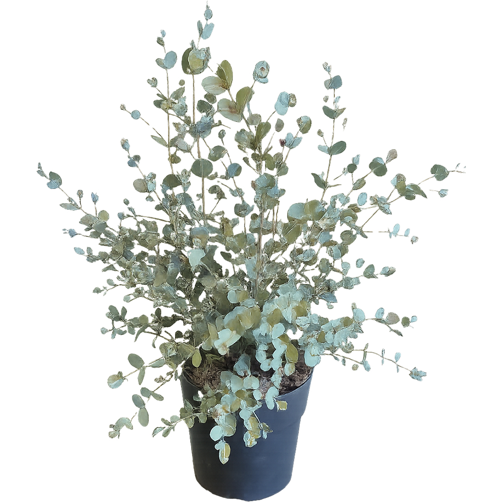 Eucalipt (Eucalyptus), D17 cm, H45-55 cm