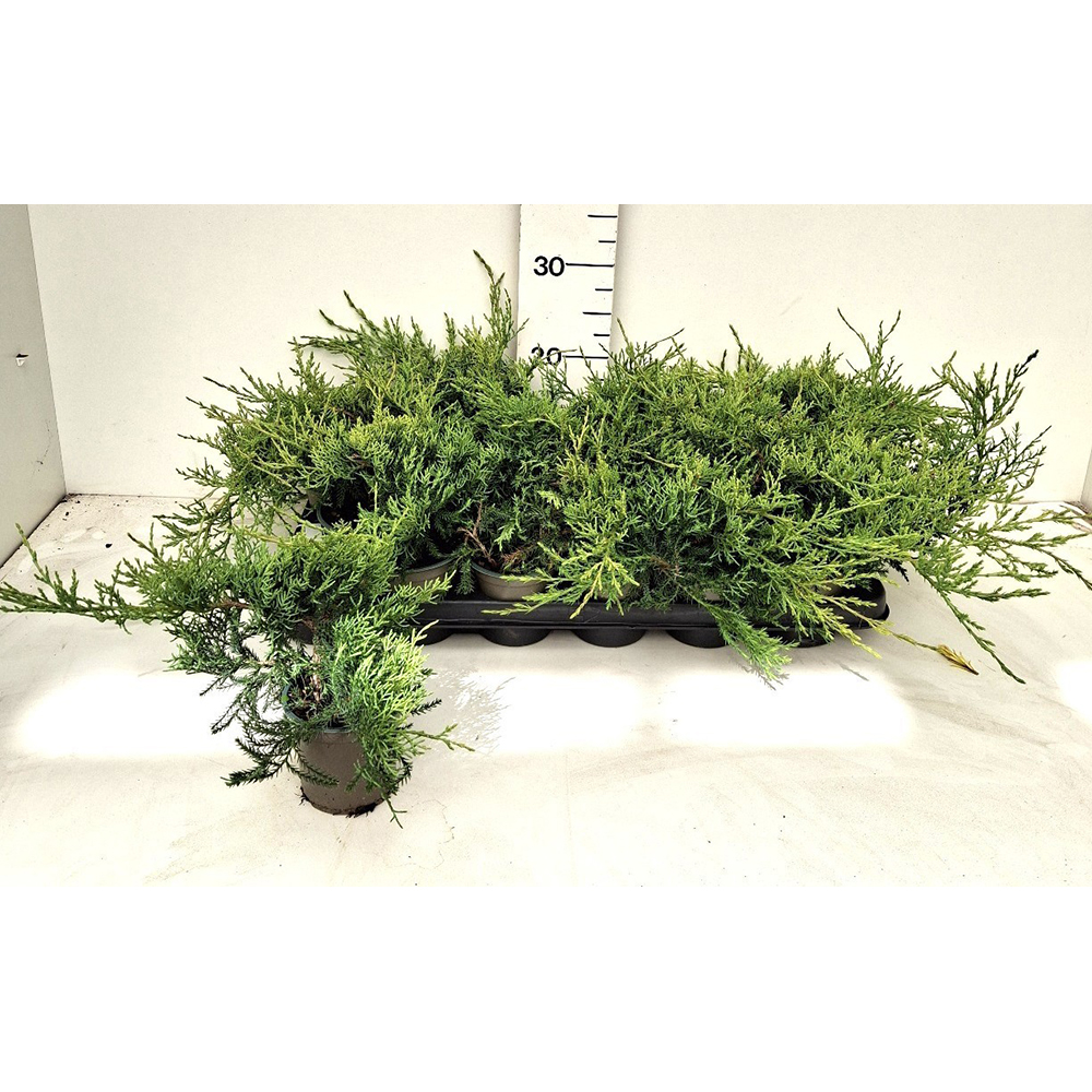 Ienupar (Juniperus Pfitzeriana Glauca), H 20 cm