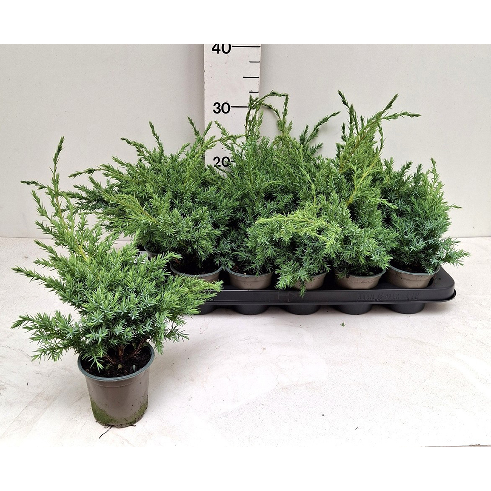Ienupar (Juniperus Hunnetorp), H 25 cm