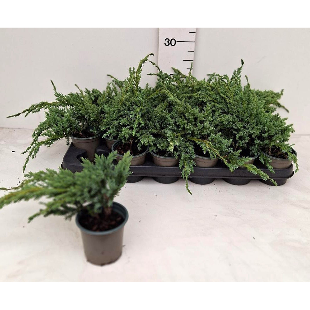 Ienupar (Juniperus Blue Carpet), H 20 cm