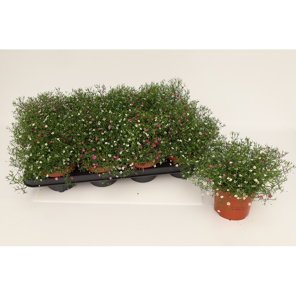 Voalul miresei (Gypsophila muralis), H 20 cm
