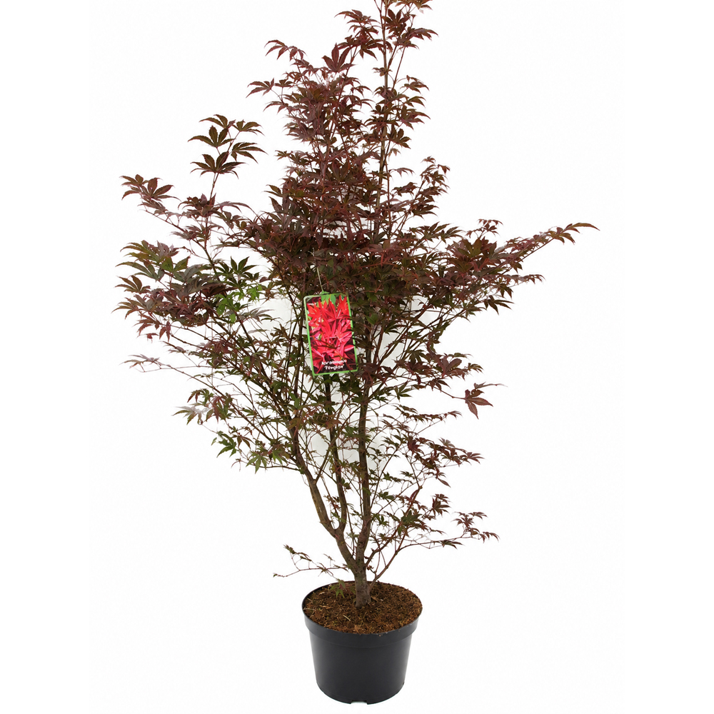 Artar japonez (Acer palmatum Fireglow), H 125 cm