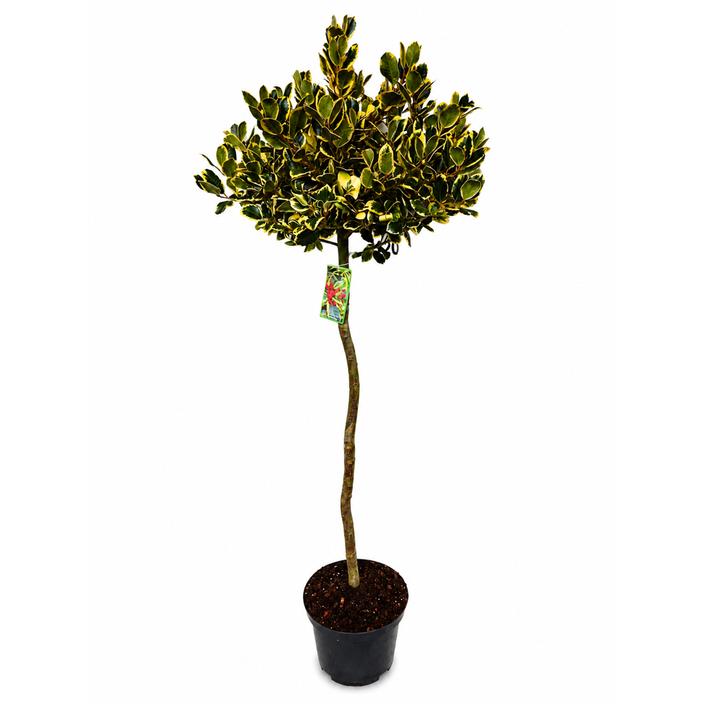 Laur englezesc auriu (Ilex aquifolium Golden King), H 170 cm