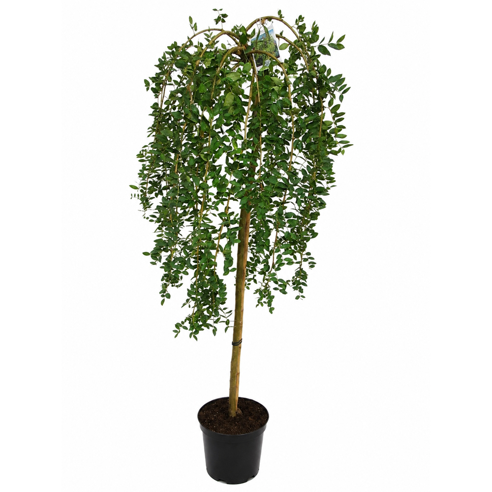 Salcam siberian pendul (Caragana arborescens Pendula), H 170 cm