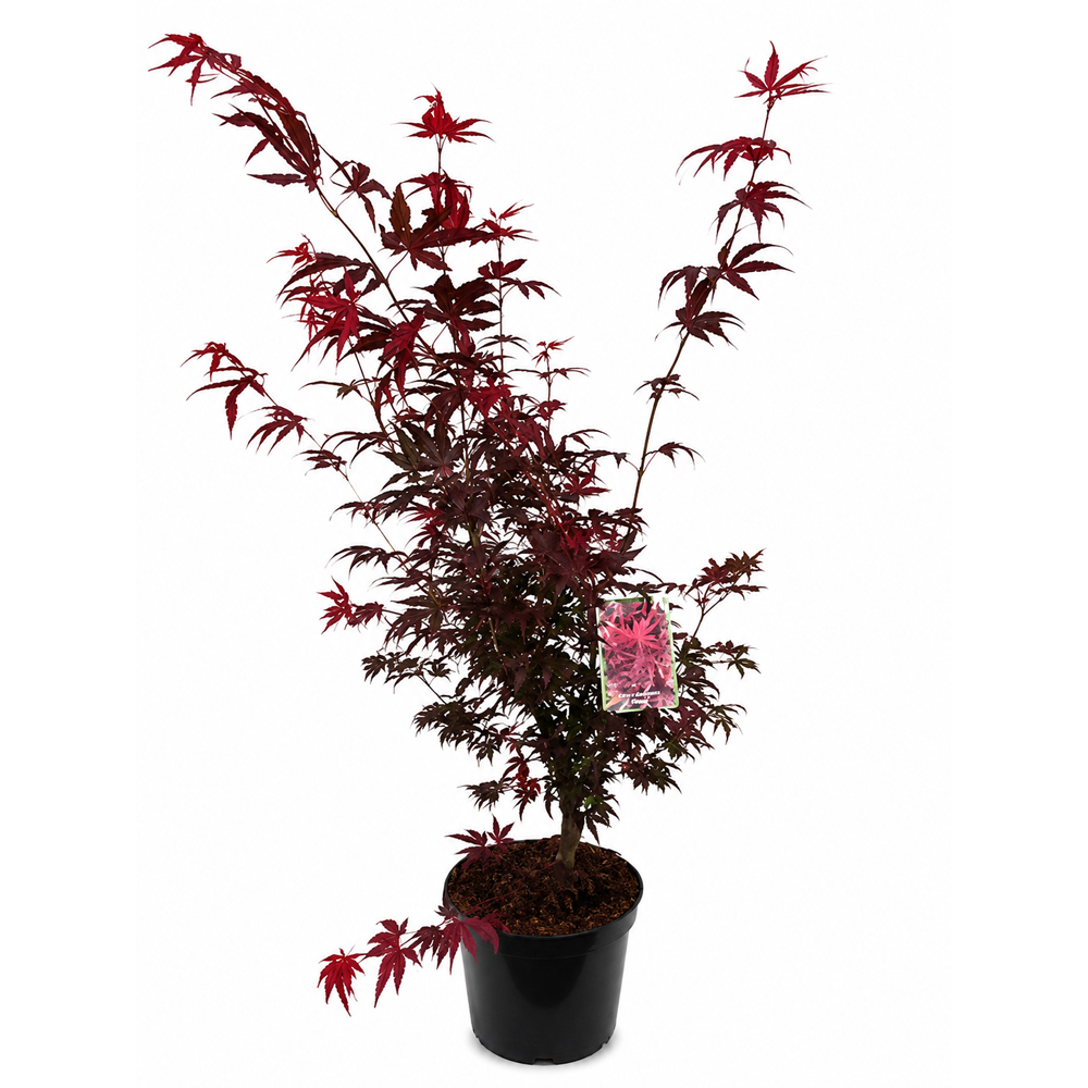 Artar japonez (Acer palmatum Pixie), H 120 cm