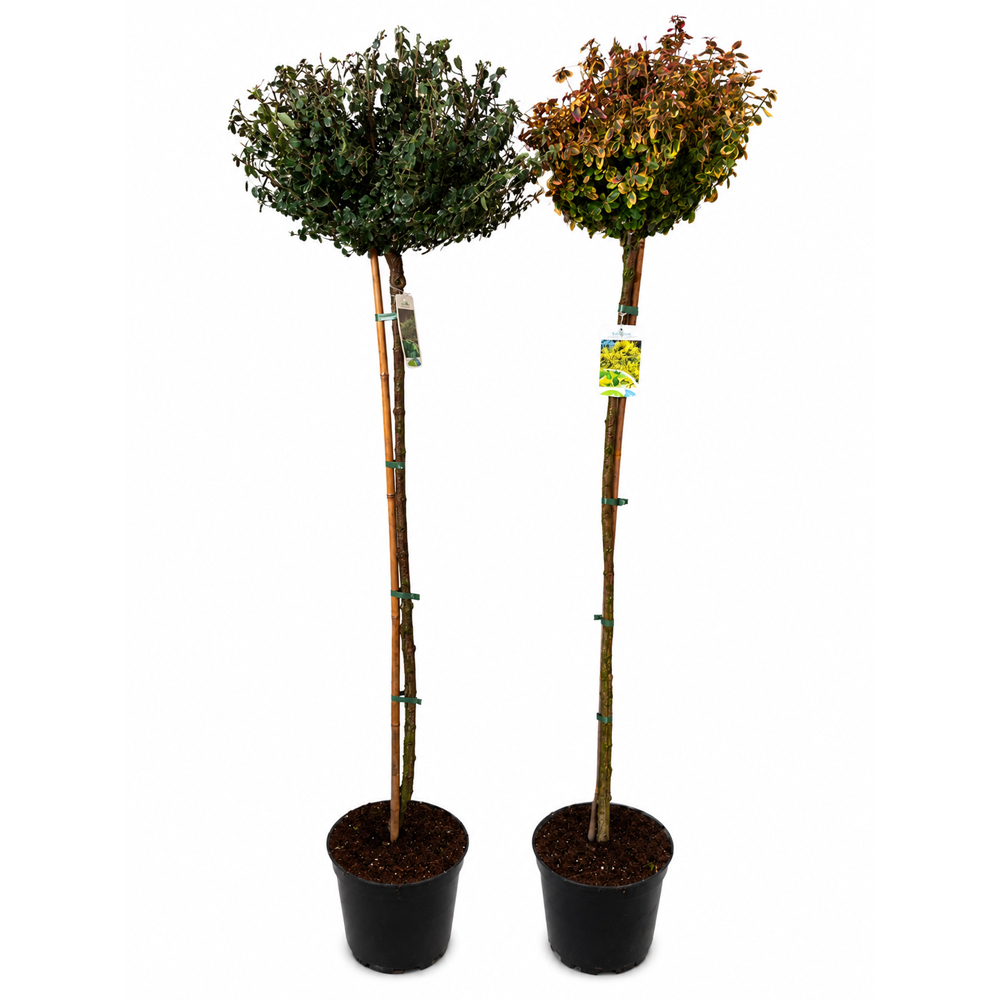 Salba japoneza (Euonymus fortunei), H 180 cm