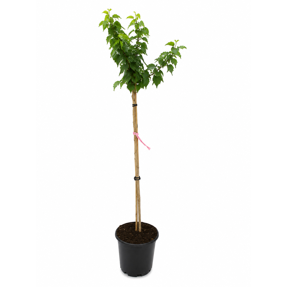 Hibiscus (Hibiscus syriacus Duc de Brabant), H 160 cm