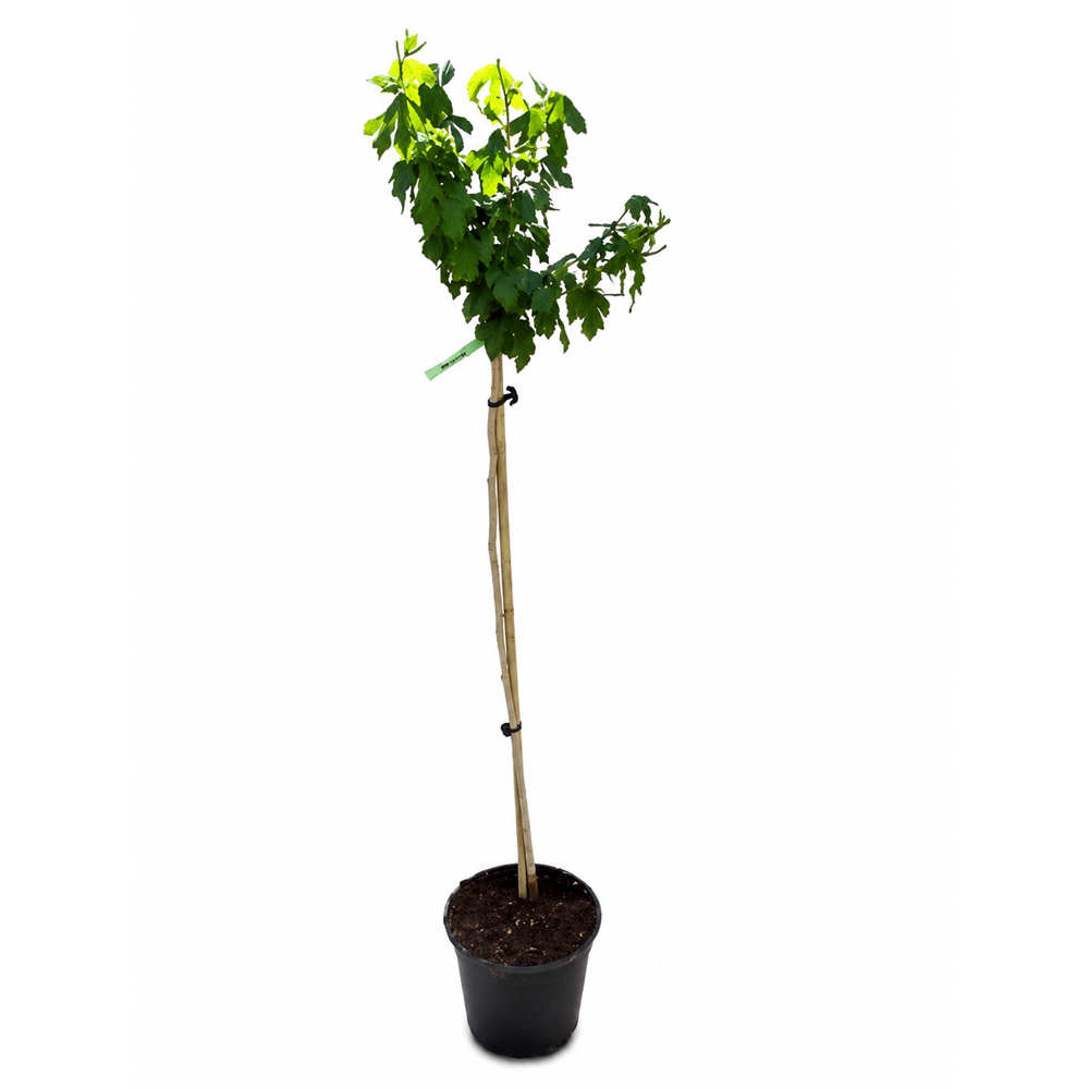 Hibiscus (Hibiscus syriacus Marina), H 160 cm