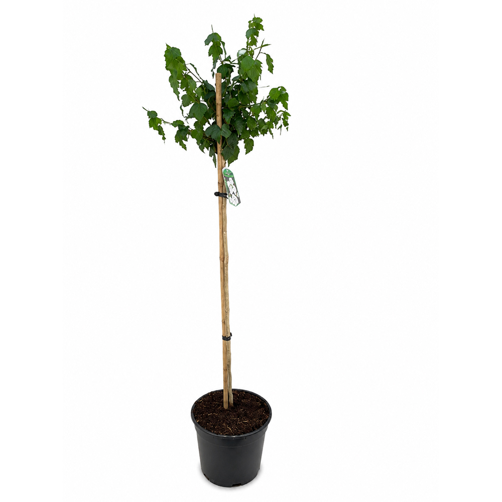 Hibiscus (Hibiscus syriacus Red Heart), H 160 cm