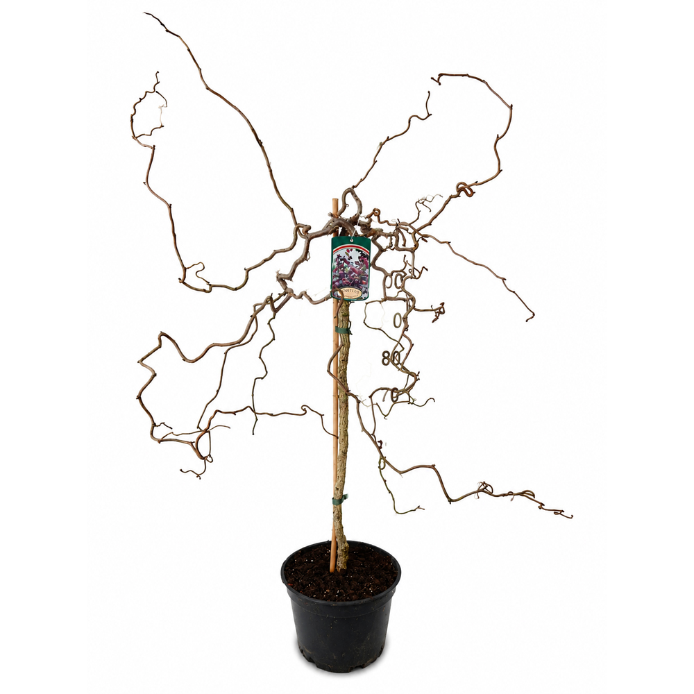 Alun ornamental (Corylus avellana Red Majestic), H 14