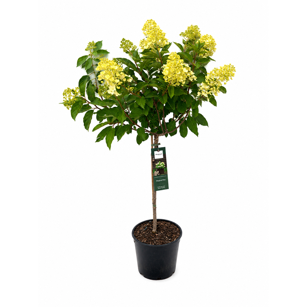 Hortensie (Hydrangea paniculata Magical Fire), H 130 cm