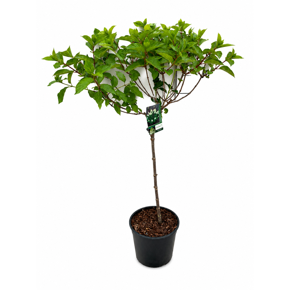 Hortensie (Hydrangea paniculata Angels Blush), H 130 cm