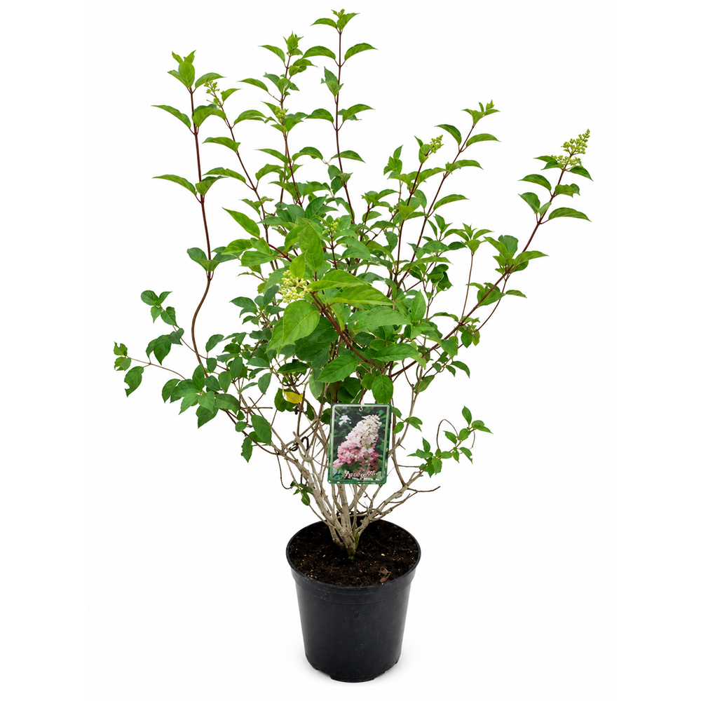 Hortensie (Hydrangea paniculata Angels Blush), H 120 cm