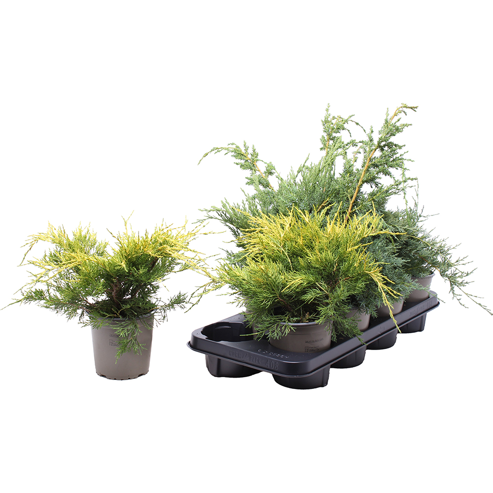 Ienupar Gemende Bak (Juniperus Gemende Bak), D11 cm, H20 cm