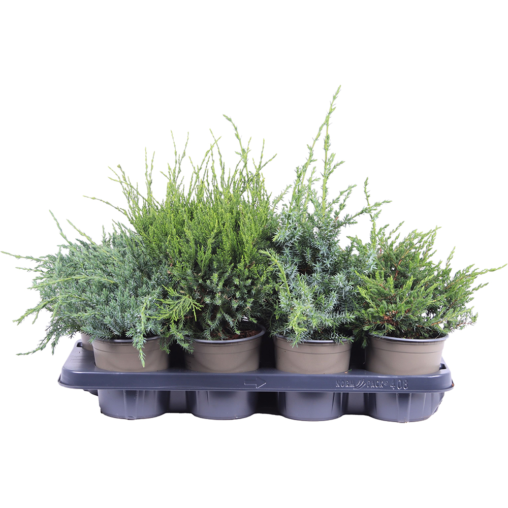 Ienupar Gemende Bak (Juniperus Gemende Bak), D13 cm, H25 cm