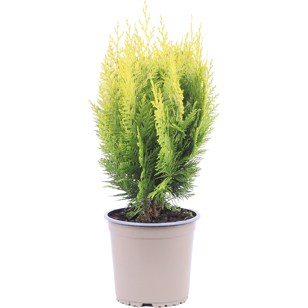 Chiparos Ivonne (Chamaecyparis lawsoniana Ivonne), D15 cm, H30 cm