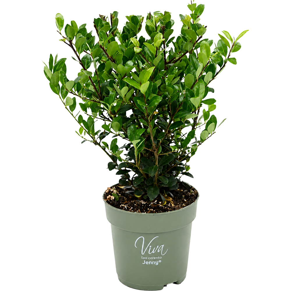 Ilex Crenata Jenny, D10 cm, H28 cm