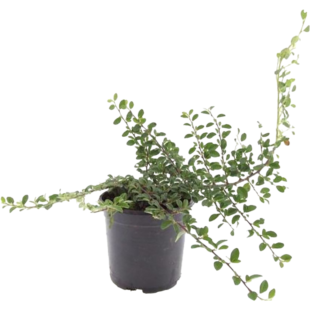 Cotoneaster, D14 cm, H10 cm