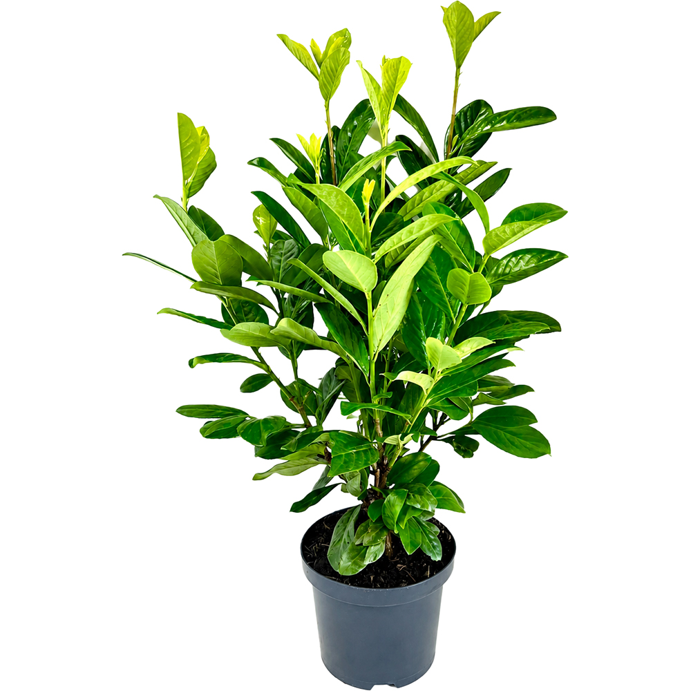 Prunus Laurocerasus Novita, D11 cm, H30 cm