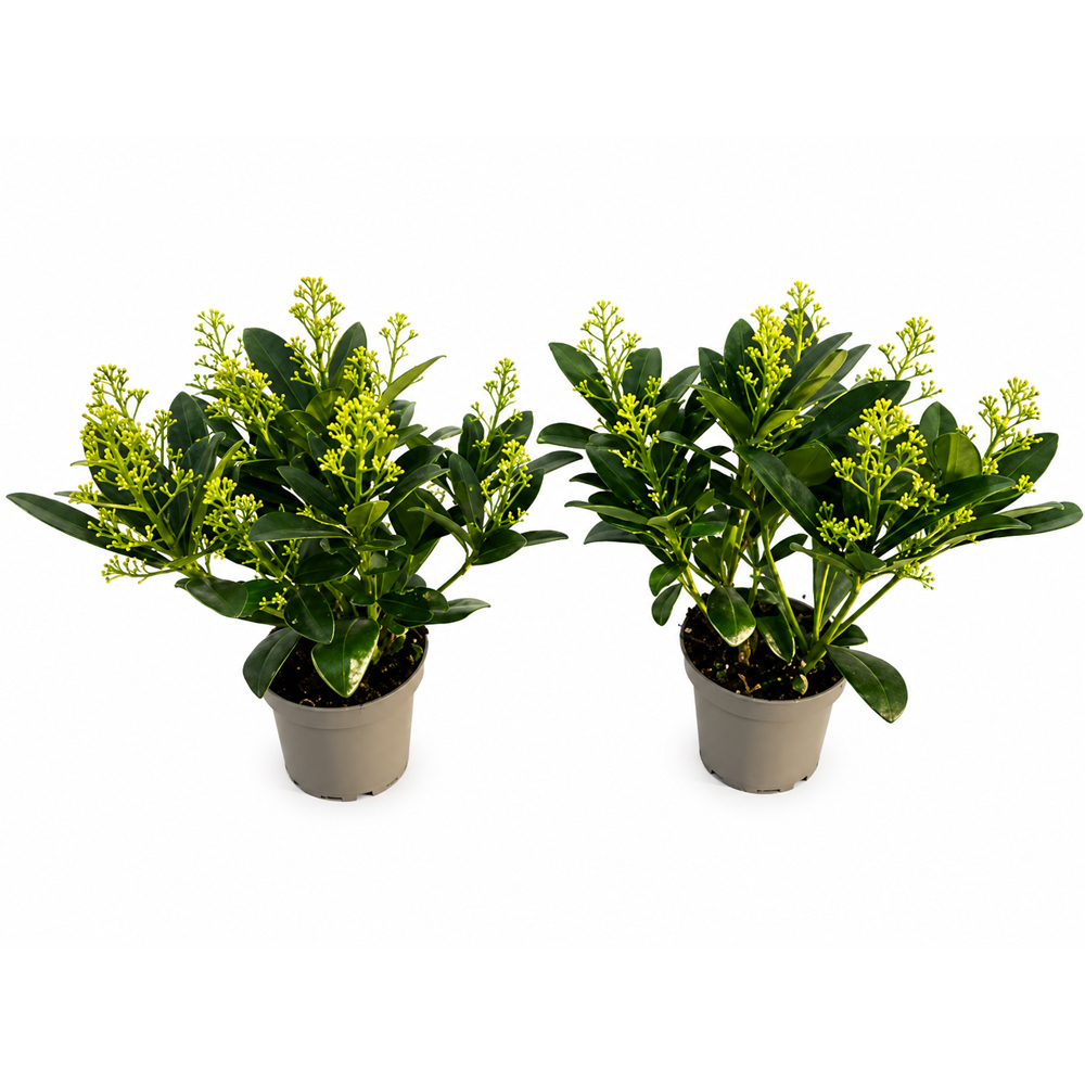 Skimmia japoneza (Skimmia japonica) Finchy, H 30 cm