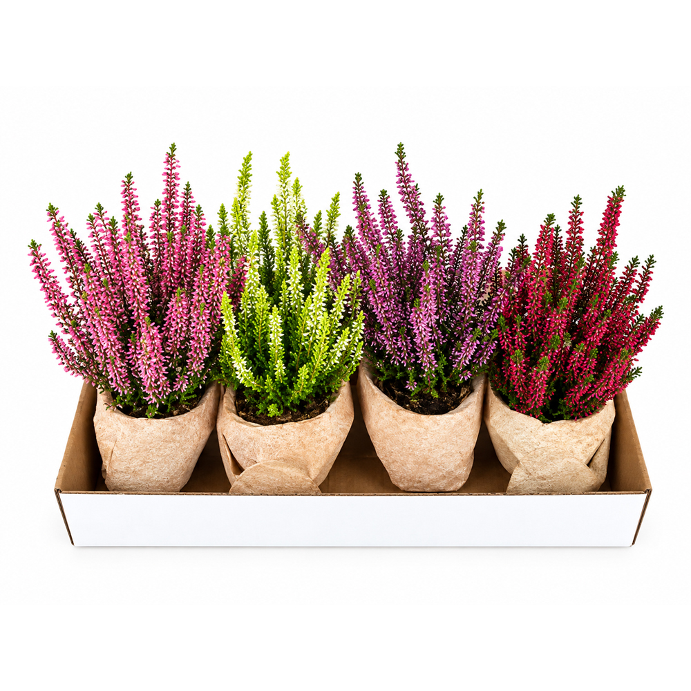 Iarba-neagra (Calluna vulgaris) Beauty Ladies, ghiveci din lut, H 20 cm