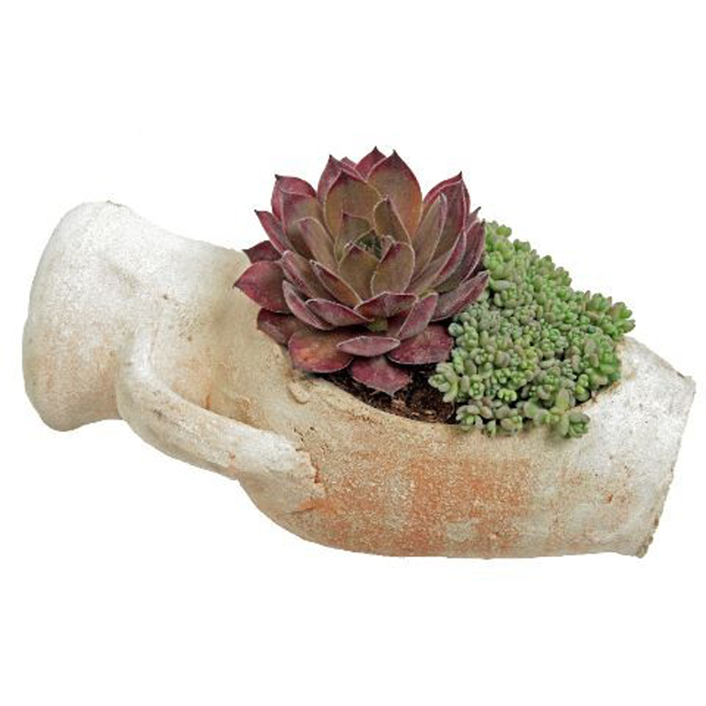 Urechelnita (Sempervivum), vas din lut, H 10 cm
