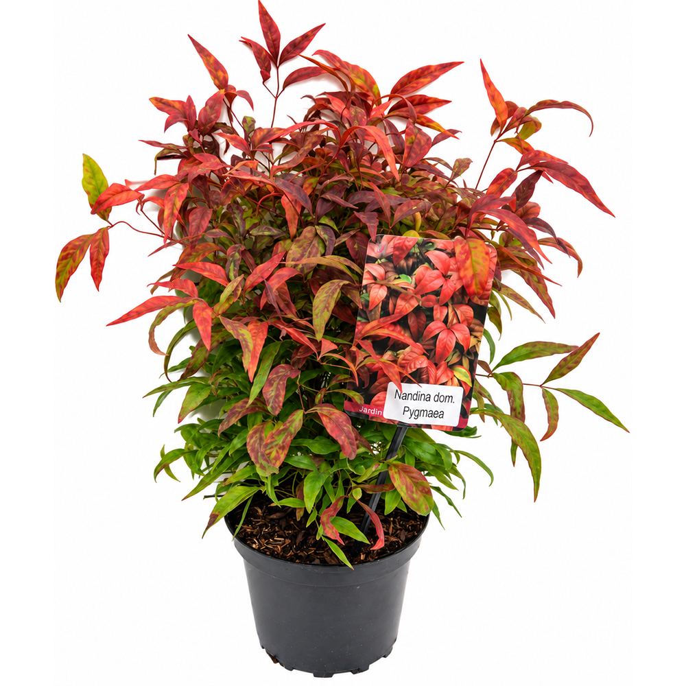 Bambus sfant (Nandina domestica), H 25 cm