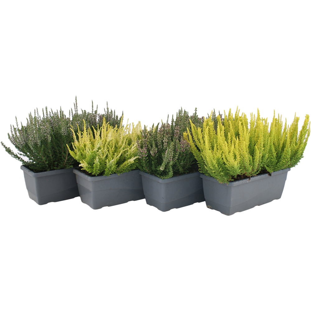 Mix iarba-neagra (Calluna vulgaris), jardiniera, H 30 cm