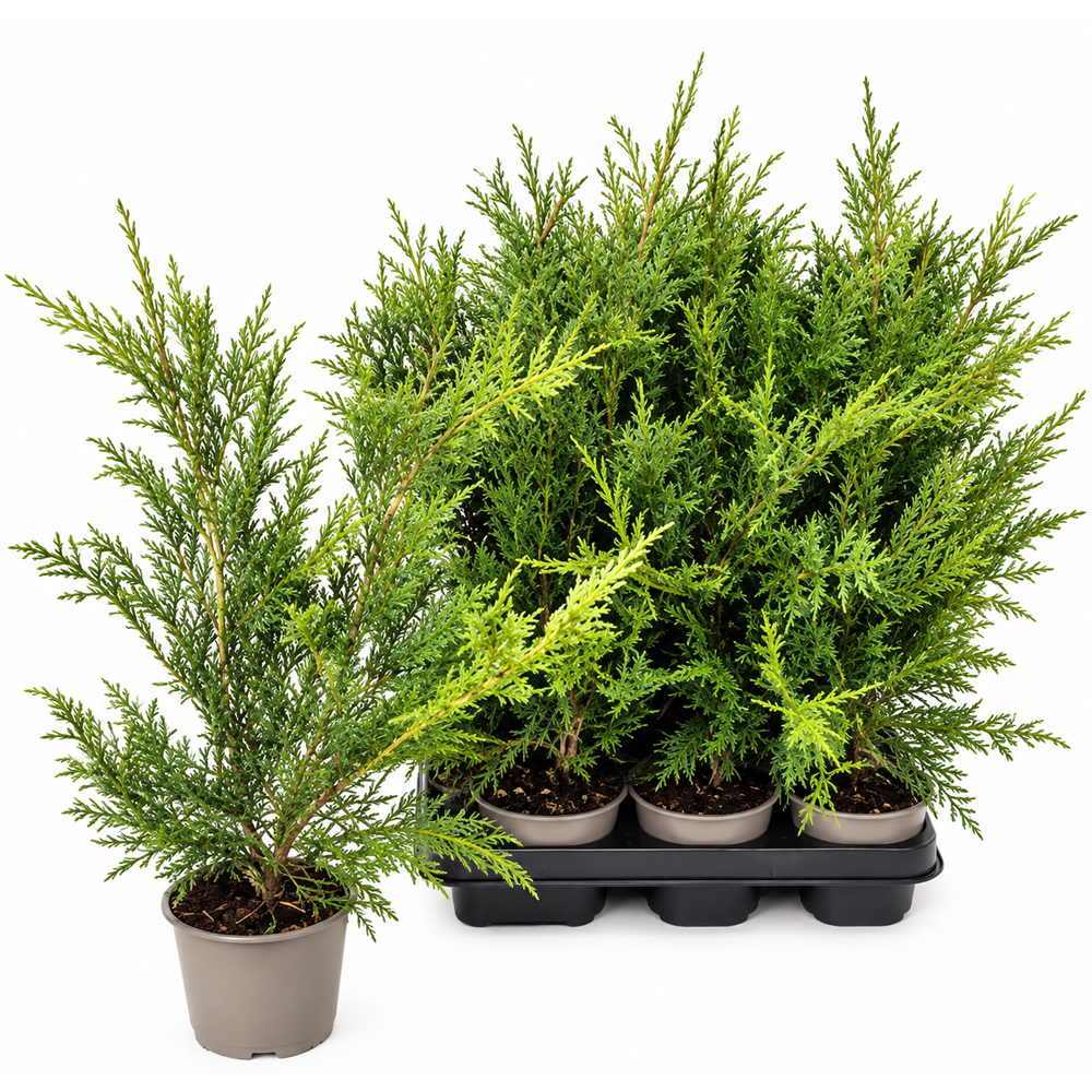 Chiparos Leyland (Cupressocyparis leylandii), H 45 cm