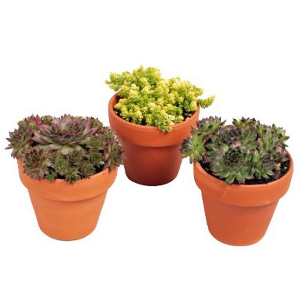 Urechelnita (Sempervivum), ghiveci din teracota, H 15 cm